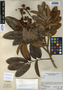 Cupania spectabilis Radlk., Guatemala, G. C. Jones 3497, F